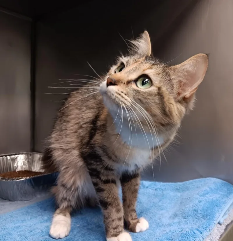 Dutchess thumbnail 2