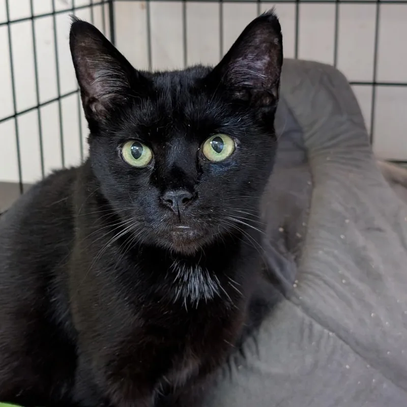 An adult small-sized female Black Domestic Short Hair cat named Archibald for adoption in Waynesboro, PA
