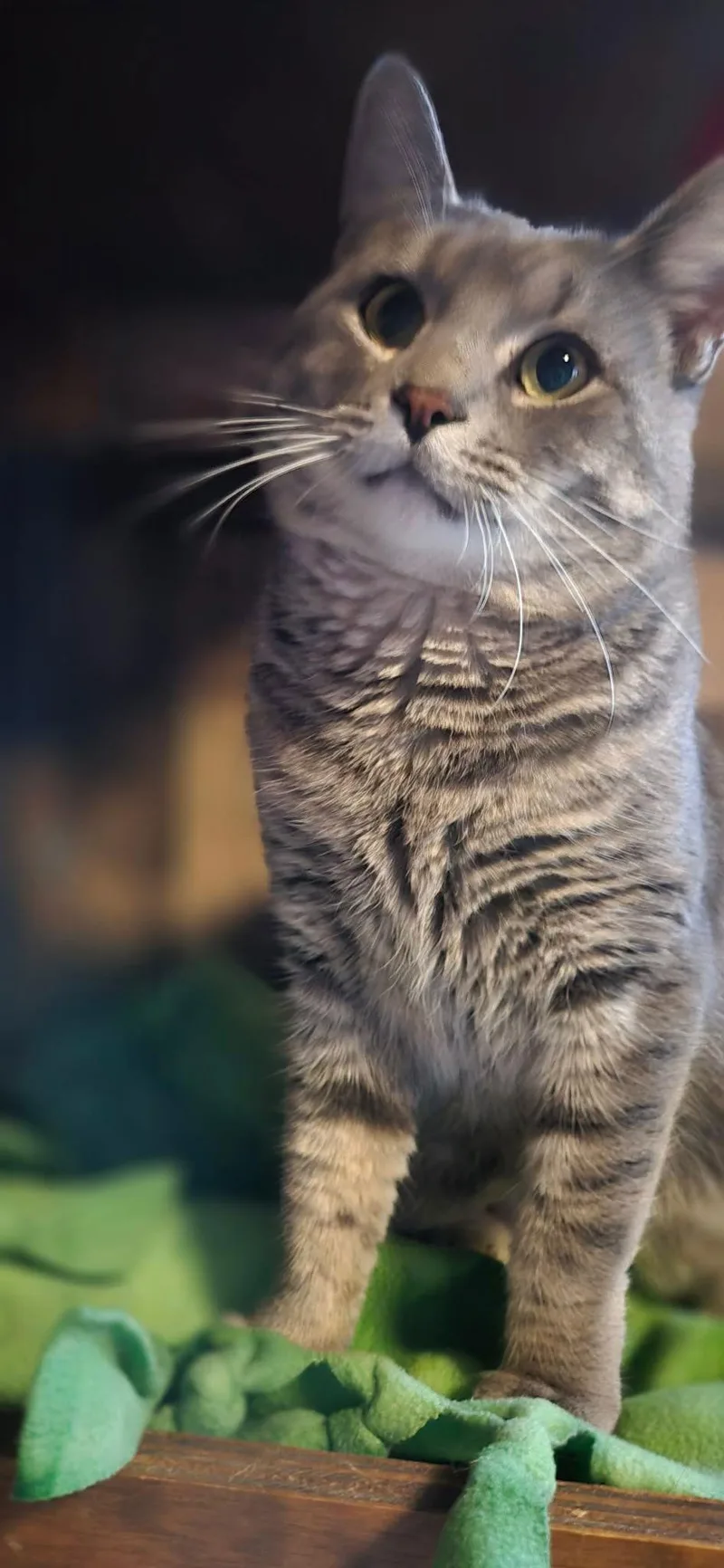 A young medium-sized male Domestic Short Hair cat named Jynx for adoption in Elizabethtown, PA