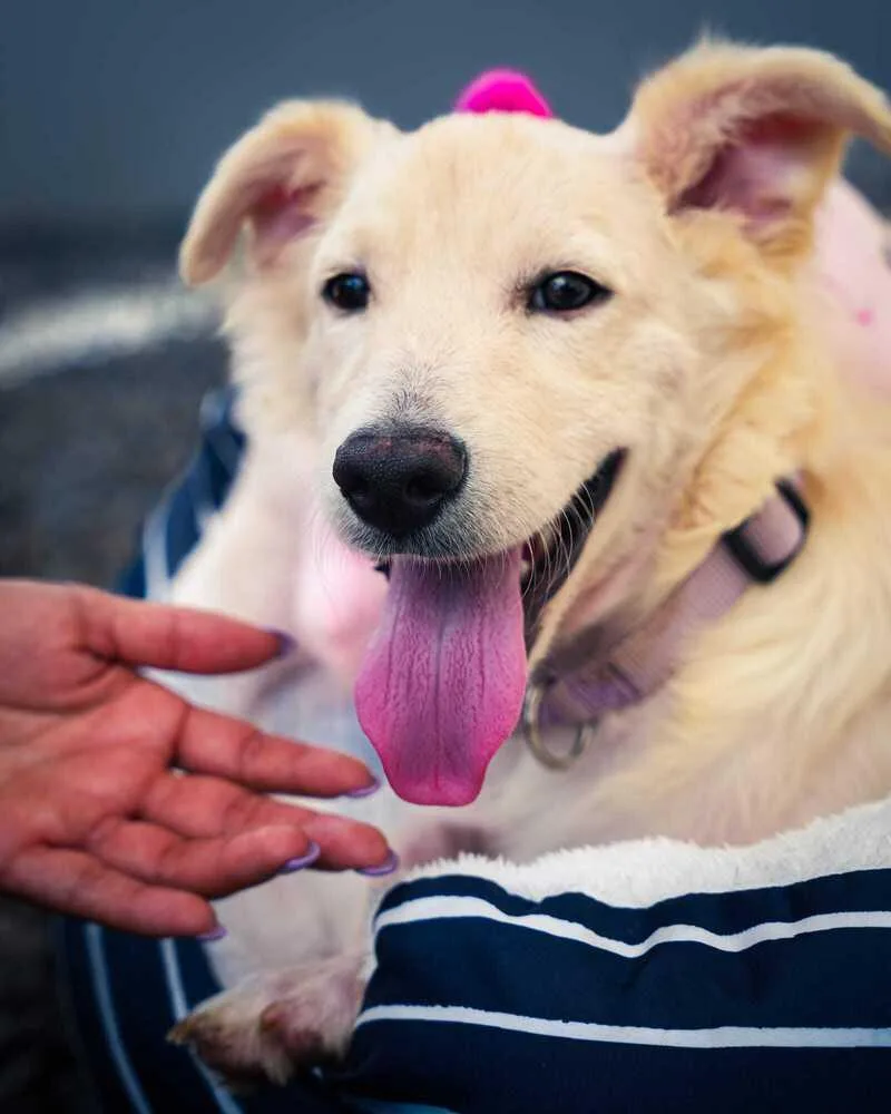 A baby small-sized female White / Cream Labrador Retriever dog named Tyr for adoption in North Reading, MA