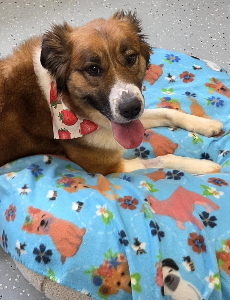 An adult large-sized female Saint Bernard dog named Brandy for adoption in Greenville, IL