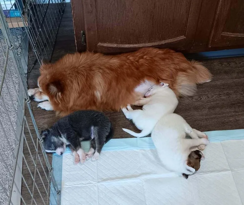 An adult small-sized female Red / Chestnut / Orange Pomeranian dog named Gucci for adoption in Sedalia, CO