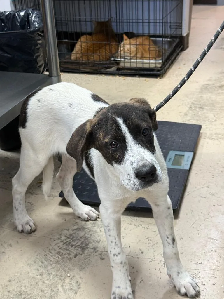 A baby medium-sized female Terrier dog named Molly for adoption in Saint Francisville, LA