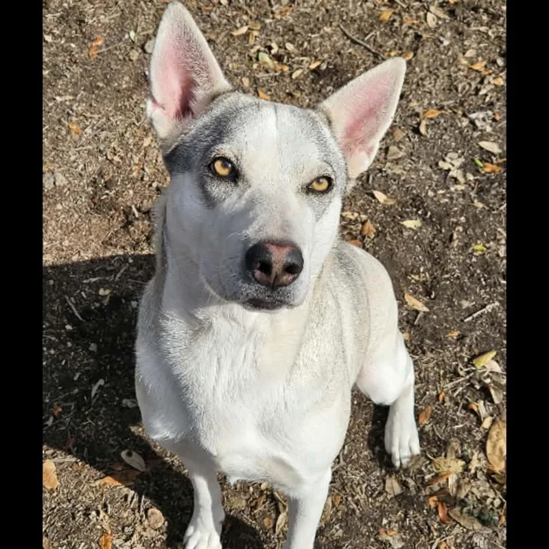 A young medium-sized female Husky dog named Layla for adoption in Williston, VT