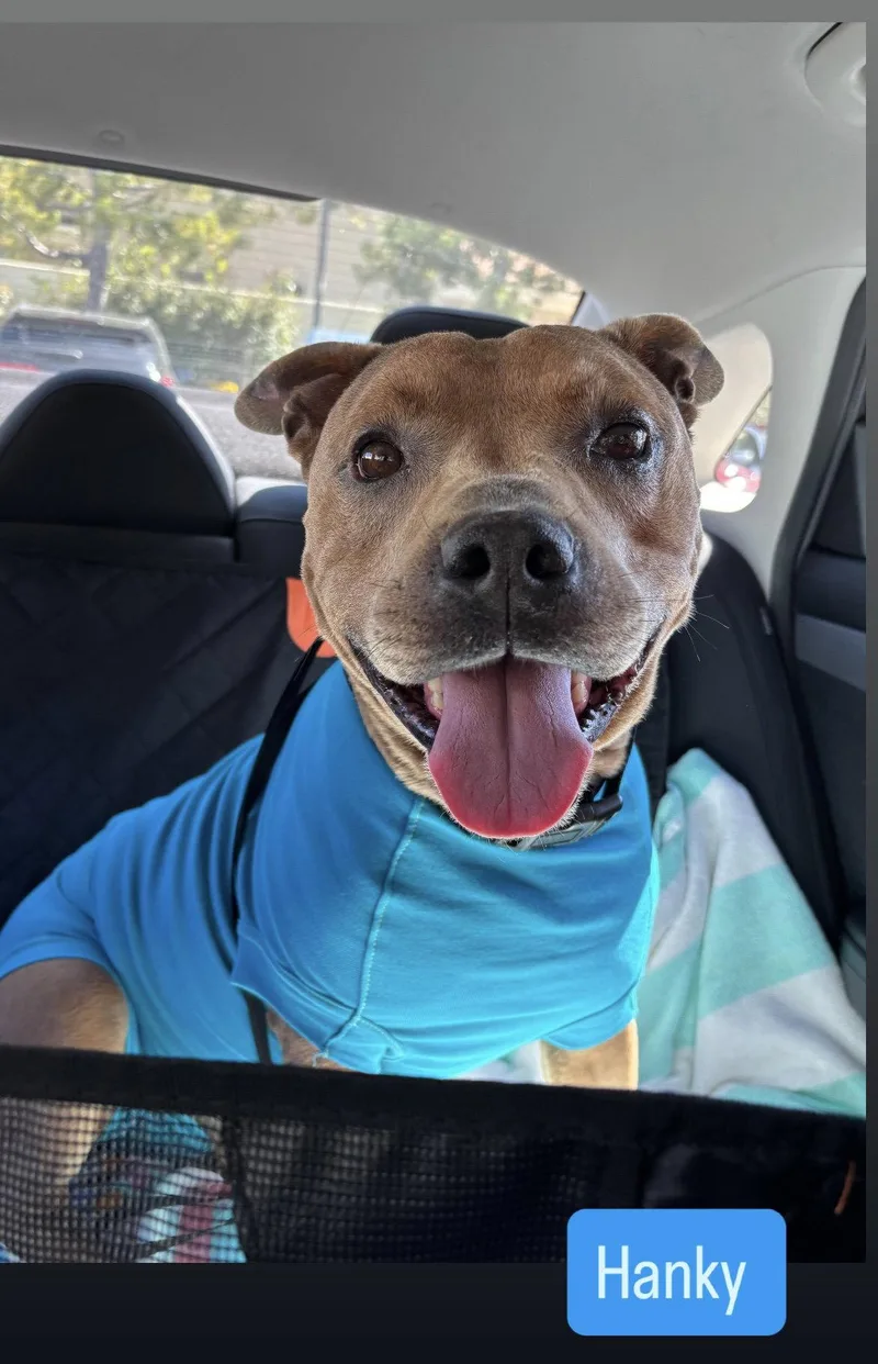 An adult medium-sized male American Staffordshire Terrier dog named Hanky for adoption in San Diego, CA
