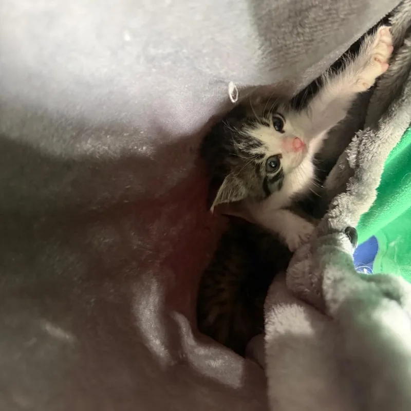 Gladys thumbnail 3