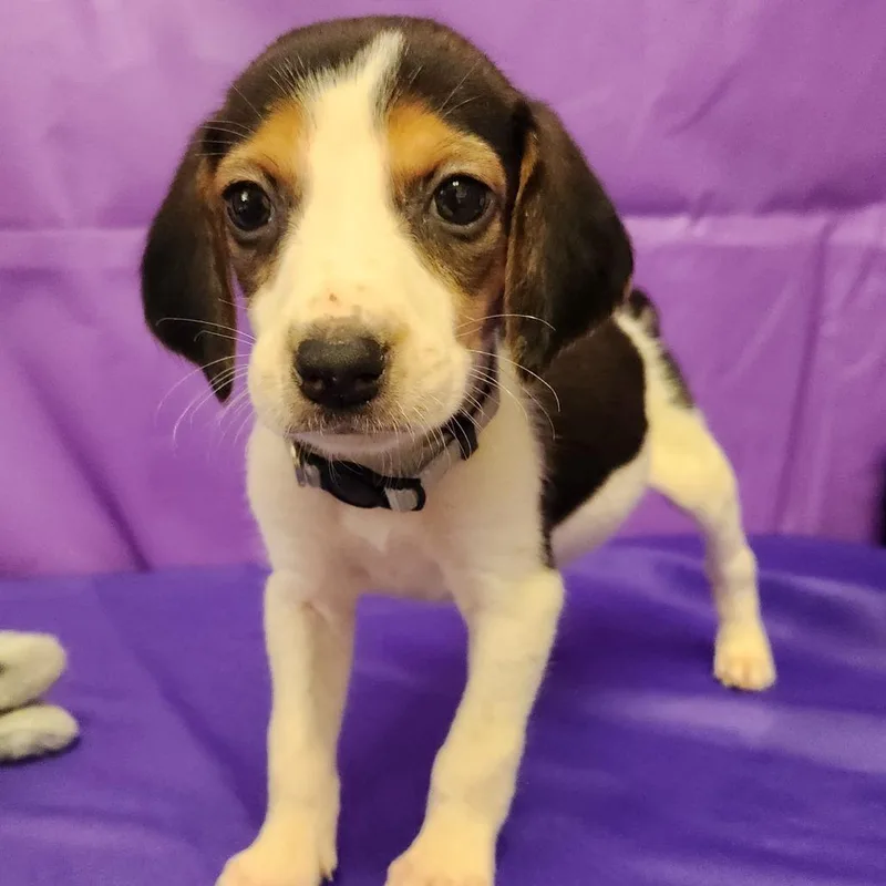 A baby small-sized male White / Cream Hound dog named Reid for adoption in North Myrtle Beach, SC