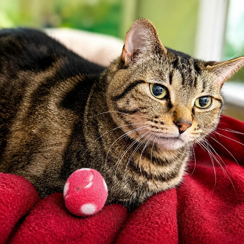 A senior small-sized female Brown / Chocolate Domestic Short Hair cat named Georgia for adoption in Hopkinton, MA