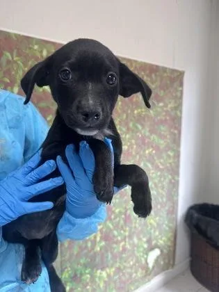 A young small-sized female Shepherd dog named Rainy for adoption in San Antonio, TX