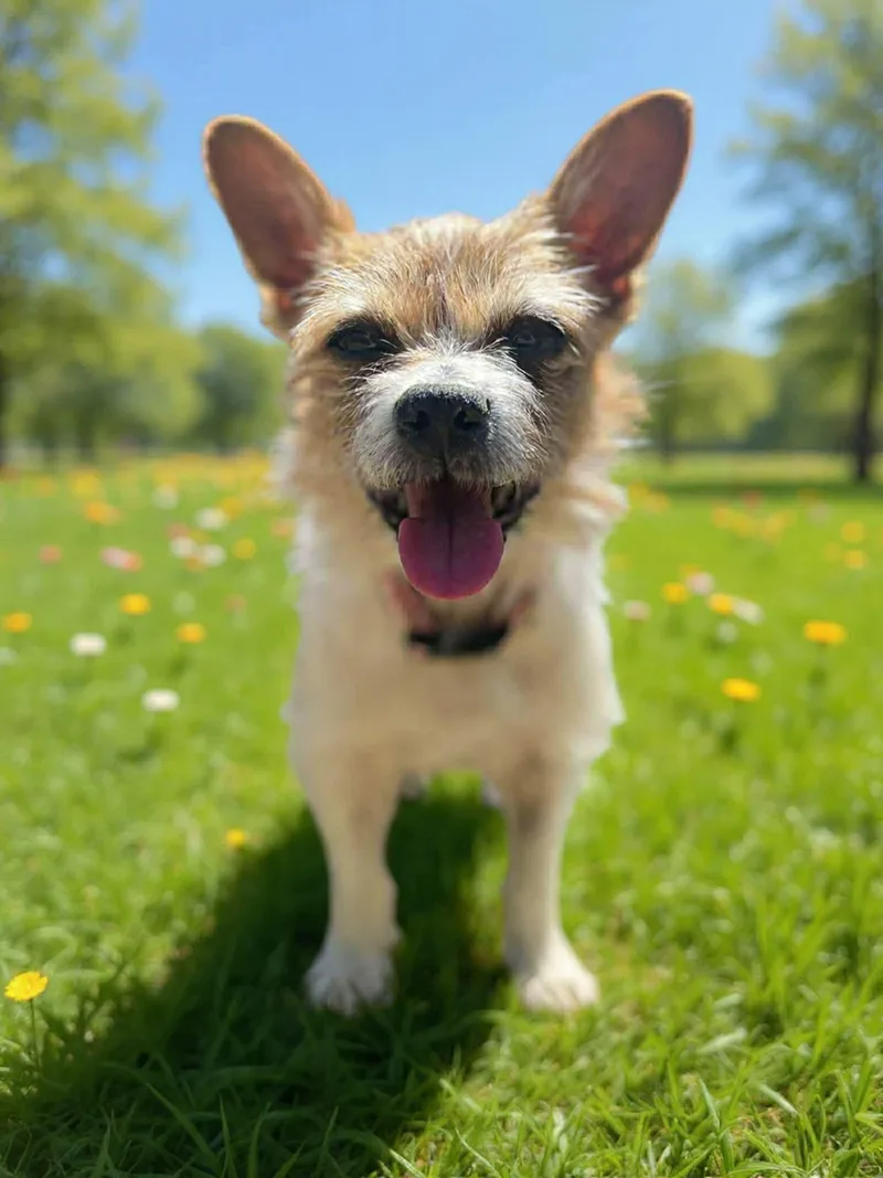 A young small-sized female Yellow / Tan / Blond / Fawn Rat Terrier dog named Cammie for adoption in Eatontown, NJ