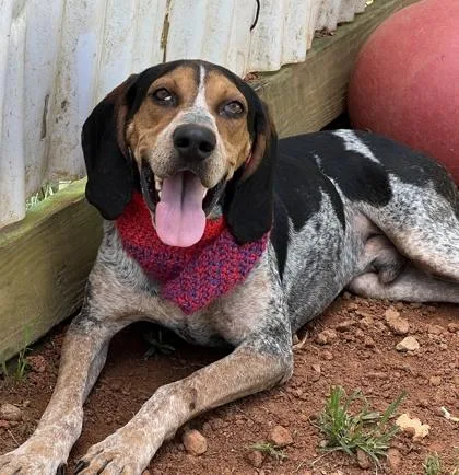 An adult large-sized male Bluetick Coonhound dog named Cornelius for adoption in Seneca, SC
