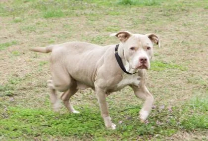 Diamond Fka Nala thumbnail 2