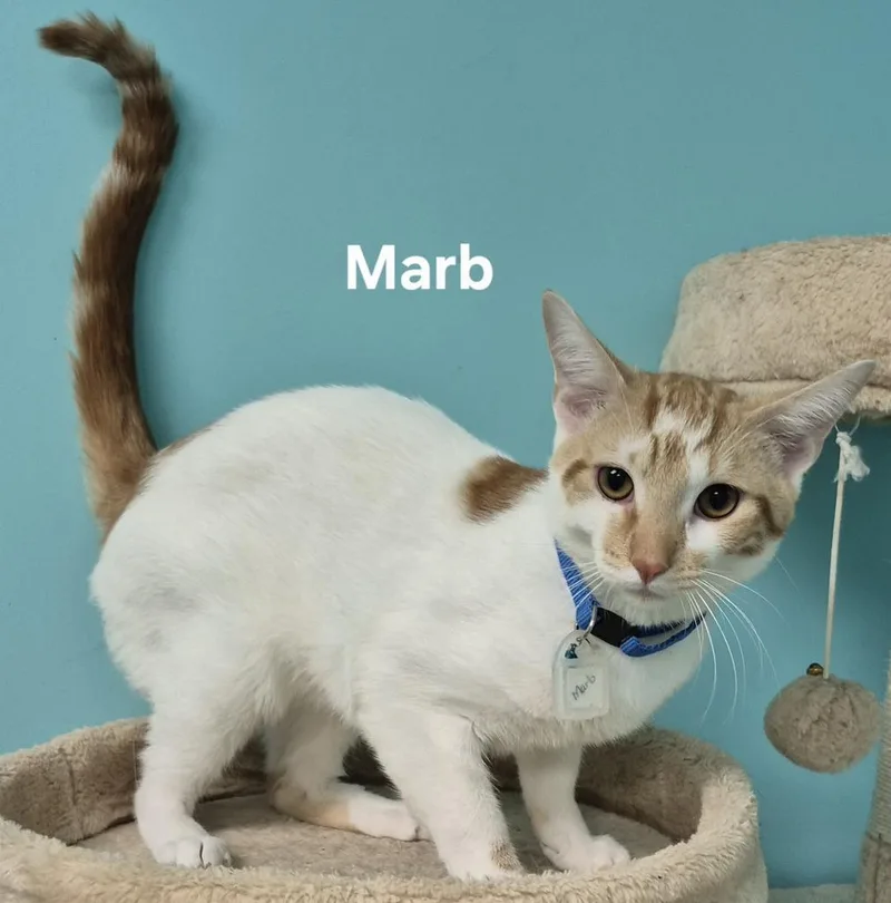 Marb