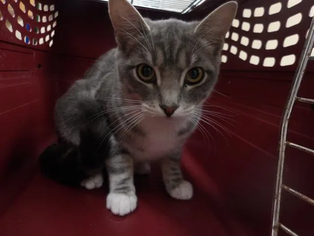 A young small-sized female Domestic Short Hair cat named Cher for adoption in Santa Rosa, CA