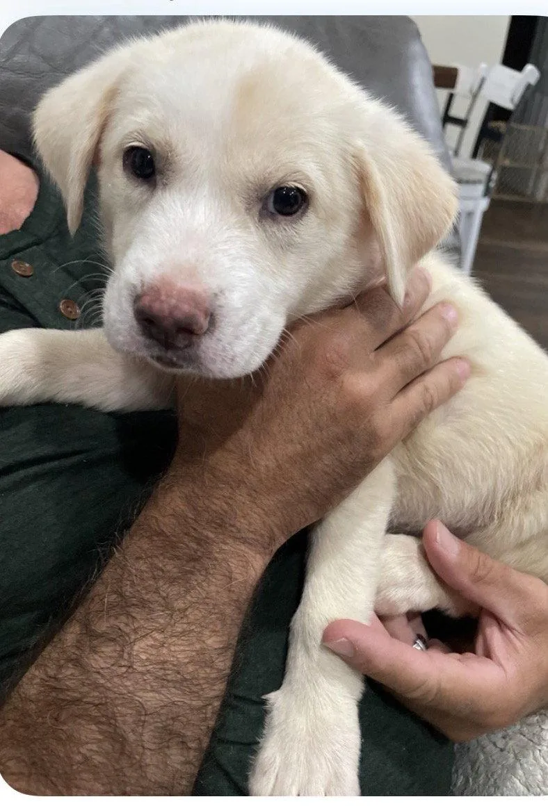 A baby large-sized female Labrador Retriever dog named Milly for adoption in Bothell, WA