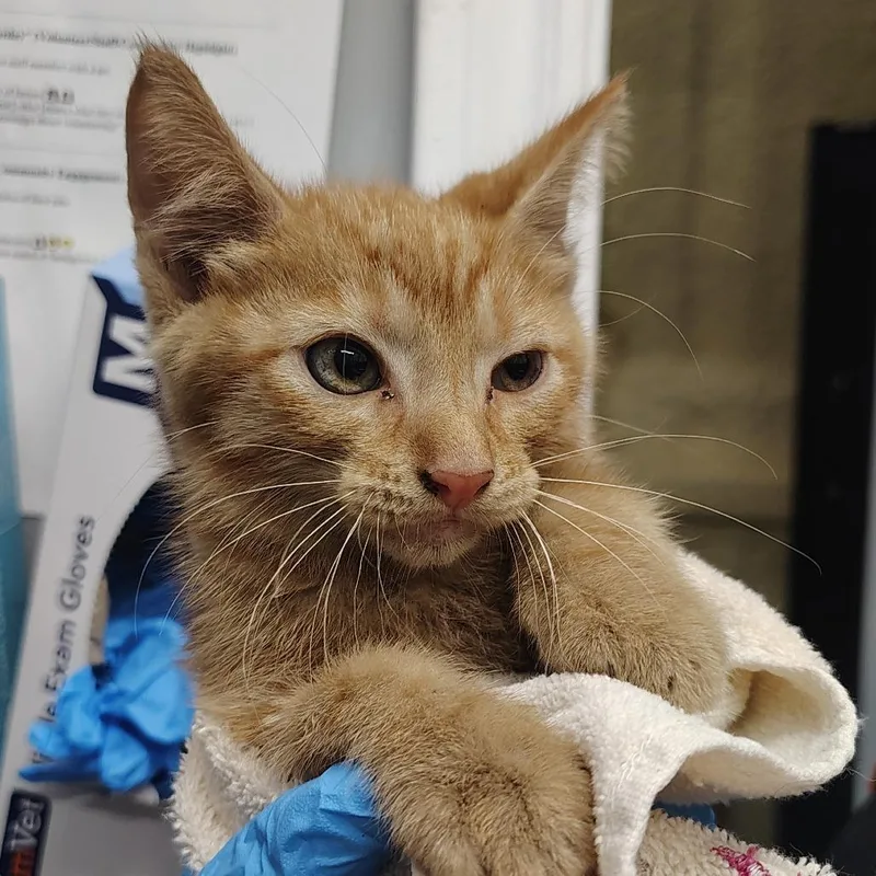 A young small-sized male Orange / Red Domestic Short Hair cat named Johnny Cash for adoption in Springtown, TX