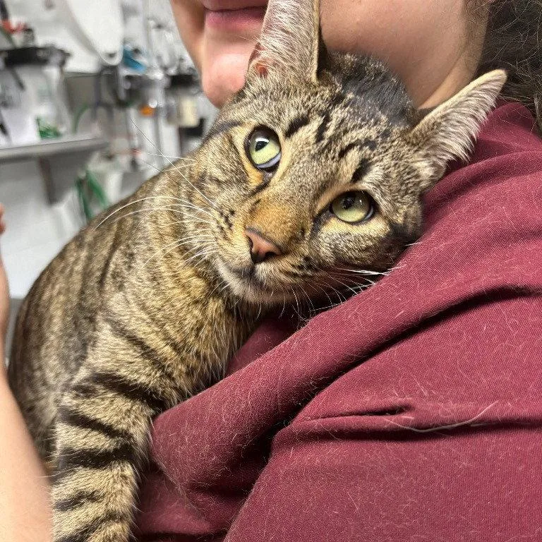 An adult medium-sized male Domestic Short Hair cat named Spock for adoption in Brooklyn, NY