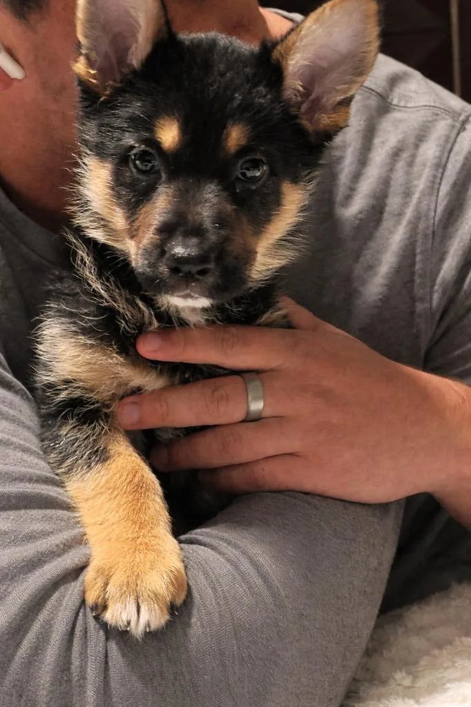 A baby small-sized female Shepherd dog named Mahina for adoption in New Braunfels, TX