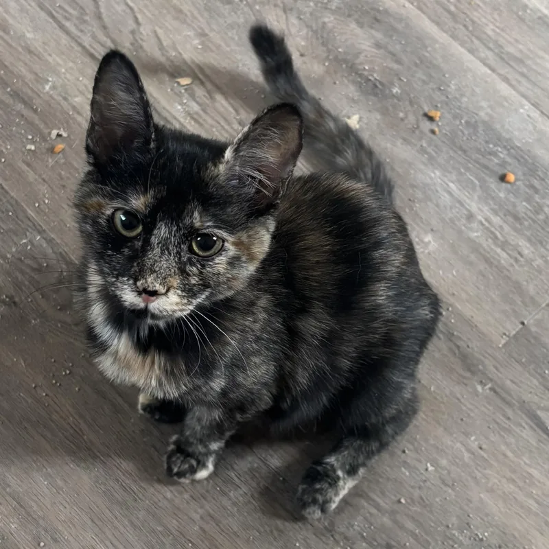 A baby small-sized female Tortoiseshell cat named Pepper M for adoption in Antioch, CA