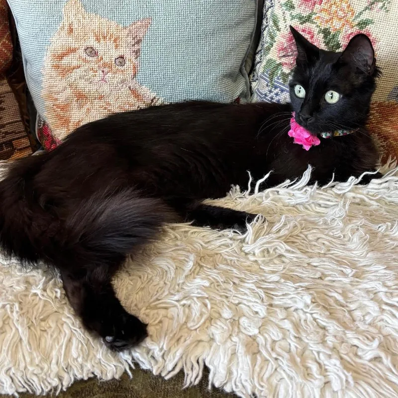 A young small-sized female Black Domestic Medium Hair cat named Fluffster for adoption in Los Angeles, CA