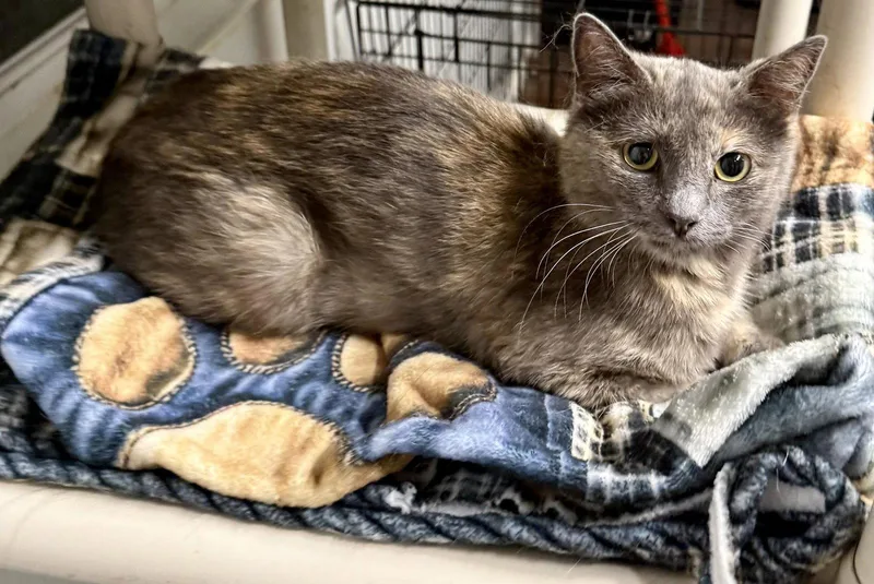 A young small-sized female Tortoiseshell cat named Sweetie Pie for adoption in Bolivia, NC