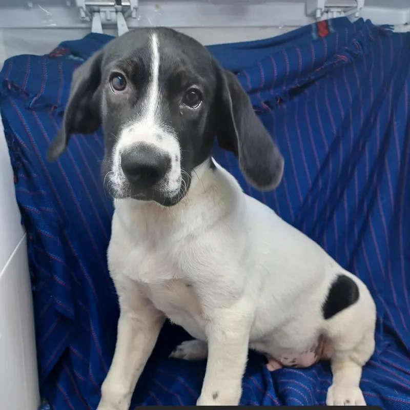 A baby small-sized male Hound dog named Calder for adoption in New Tazewell, TN