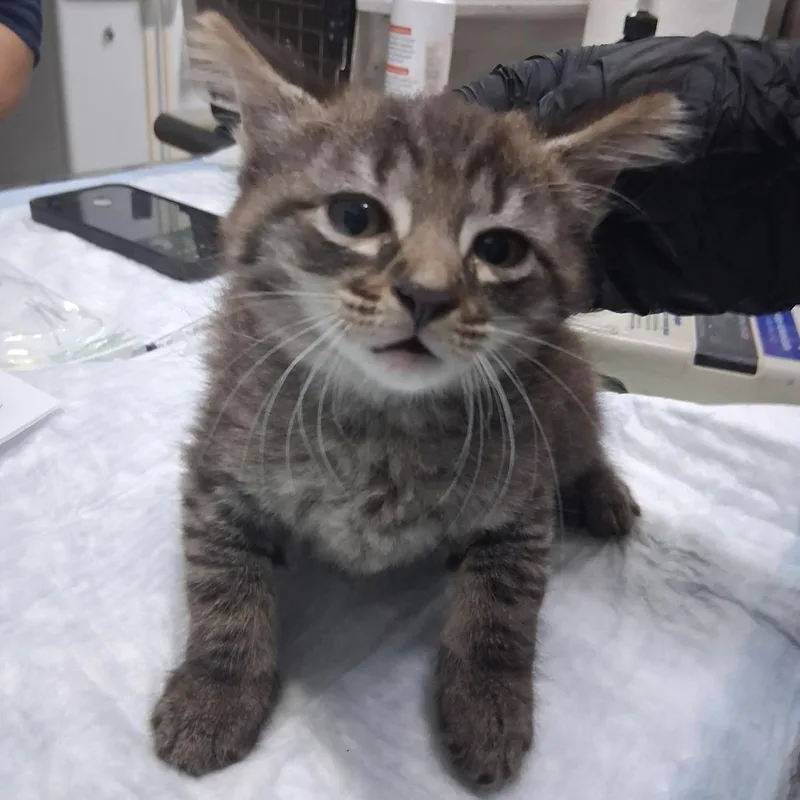 A baby small-sized male Brown / Chocolate Domestic Medium Hair cat named Choco Taco for adoption in Summerville, SC