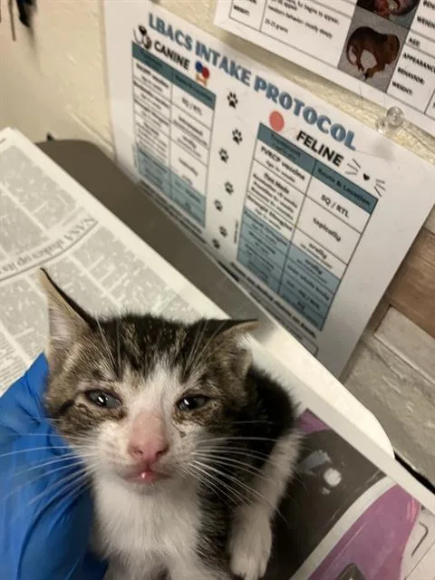 A baby small-sized male Domestic Short Hair cat named Noodle for adoption in Long Beach, CA