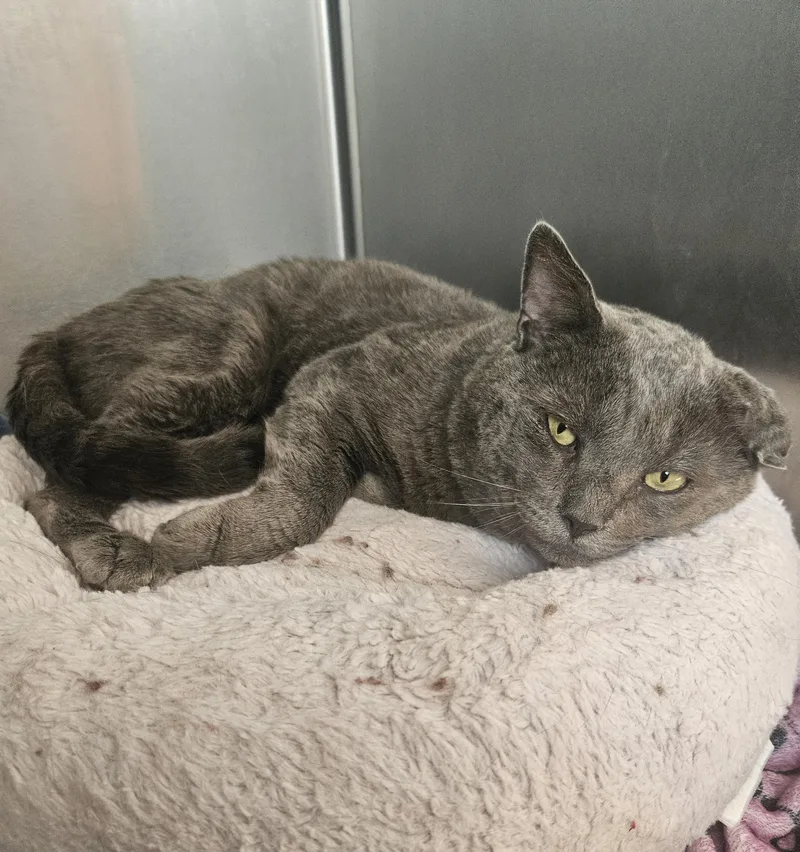 A young large-sized male Gray / Blue / Silver Domestic Short Hair cat named Smokey for adoption in Fall River, MA