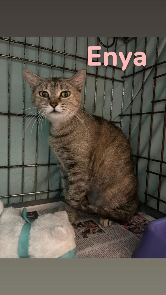 A young medium-sized female Domestic Short Hair cat named Enya for adoption in Kendallville, IN