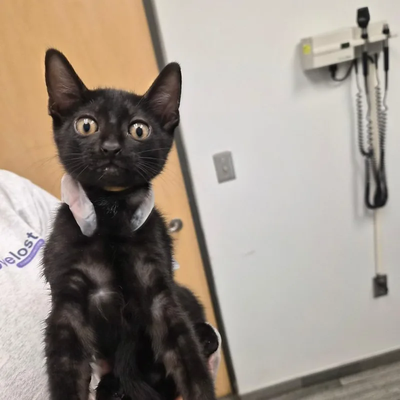 A baby small-sized male Black Domestic Short Hair cat named Hobbs for adoption in Jacksonville, FL