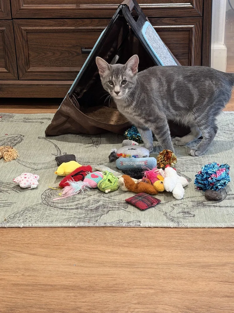 A baby medium-sized female Domestic Short Hair cat named Millie for adoption in Rochester, WA
