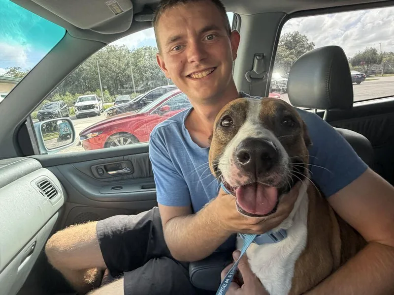 An adult large-sized female Tricolor (Brown, Black, & White) Retriever dog named Florence for adoption in Lakeland, FL