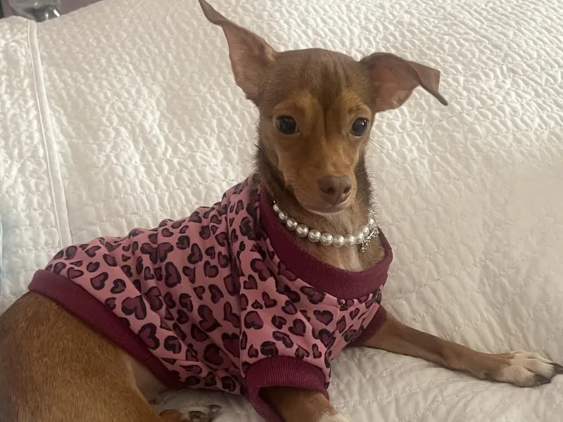 An adult small-sized female Tricolor (Brown, Black, & White) Chihuahua dog named Cza Bonded With Richard for adoption in Lakeland, FL