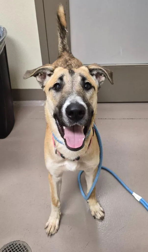 A baby medium-sized female Staffordshire Bull Terrier dog named Peaches for adoption in Christiansburg, VA