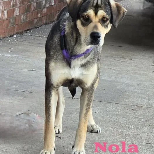 An adult medium-sized female Brown / Chocolate Mixed Breed dog named Nola for adoption in Joliet, IL