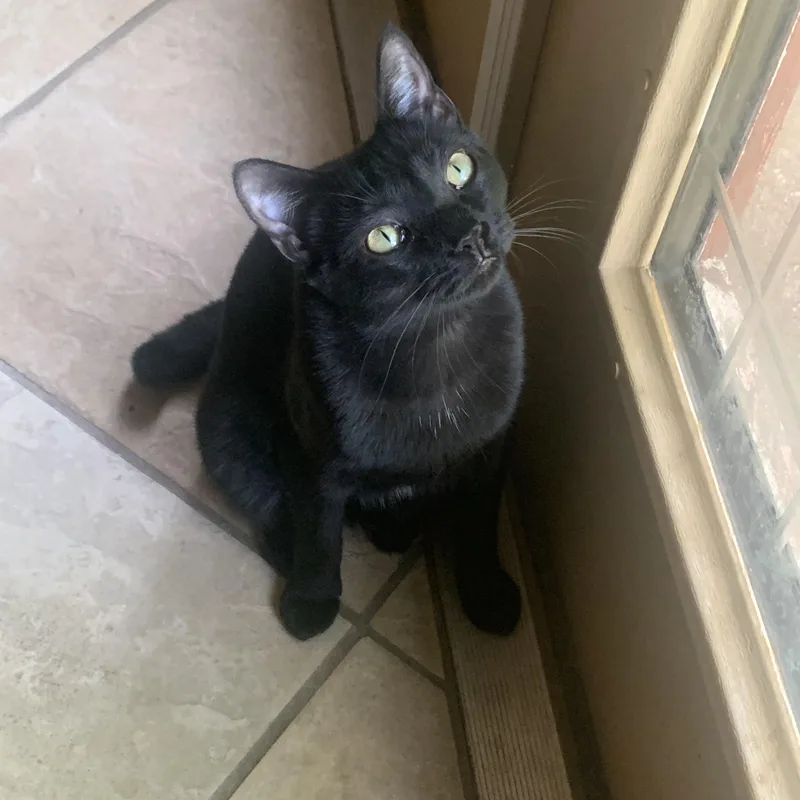 A young medium-sized female Black Domestic Short Hair cat named Amelia for adoption in Alexandria, LA
