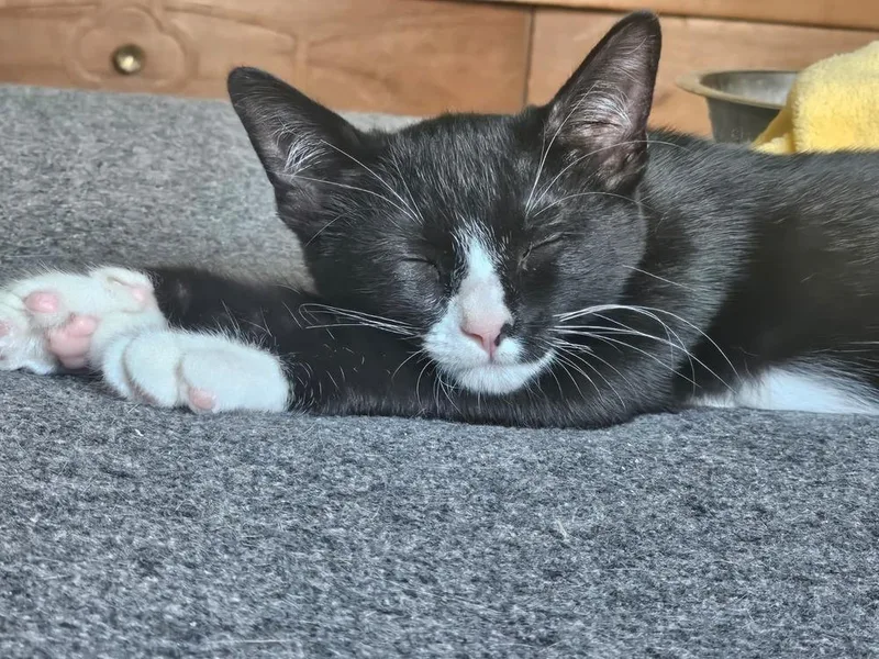 A baby small-sized male Black & White / Tuxedo Domestic Short Hair cat named Noodle for adoption in Orlando, FL