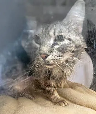 Pawssanova