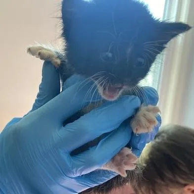 A baby small-sized female Black Domestic Short Hair cat named Bacchus for adoption in South Elgin, IL