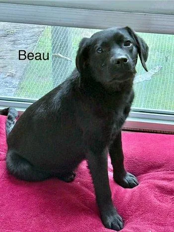 Beau thumbnail 2