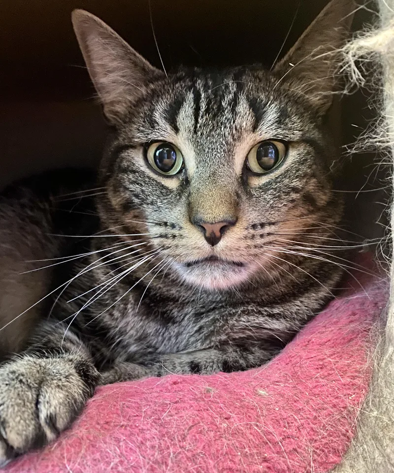 An adult medium-sized male Tabby (Buff / Tan / Fawn) American Shorthair cat named Sylvan for adoption in Salisbury Mills, NY