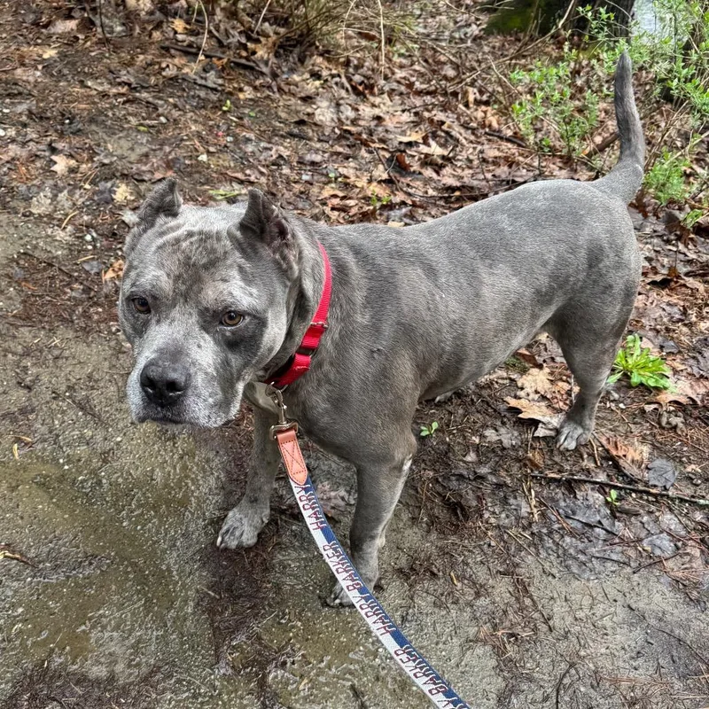 A senior large-sized male Gray / Blue / Silver Mixed Breed dog named Mellow for adoption in Vassalboro, ME