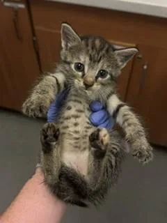A baby small-sized female Domestic Short Hair cat named Callie for adoption in Miami, FL