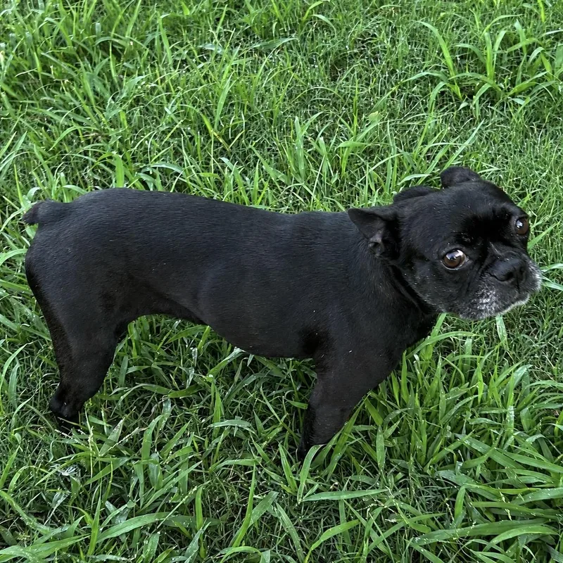 An adult small-sized female Black French Bulldog dog named Dottie for adoption in Pilot Point, TX