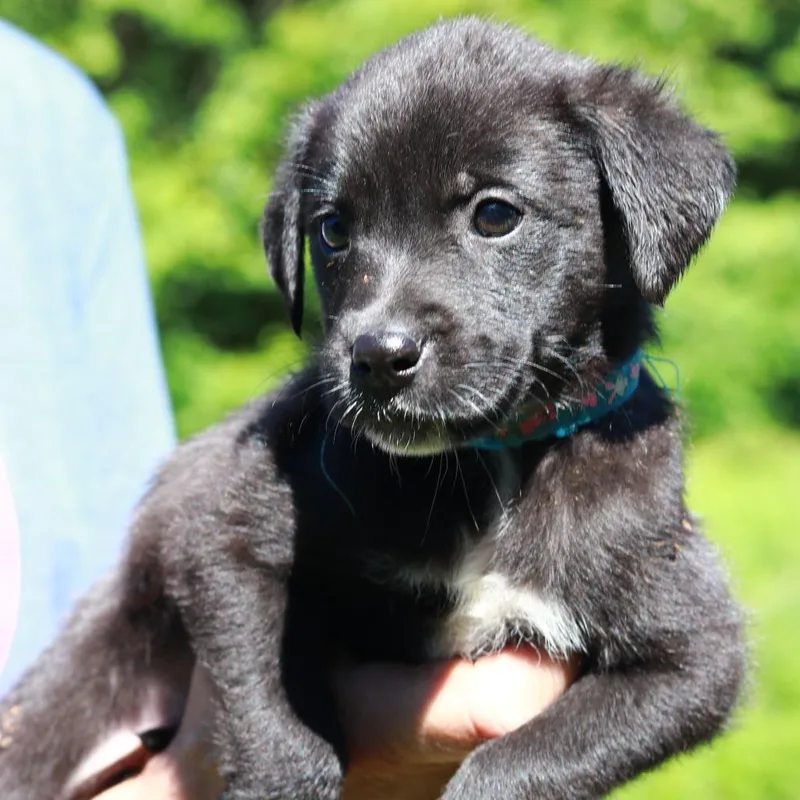 A baby medium-sized female Black Border Collie dog named Ct Cocoa Pebbles Avail for adoption in Eastford, CT