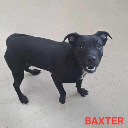 A young small-sized male Black Labrador Retriever dog named Baxter for adoption in Burlington, IA