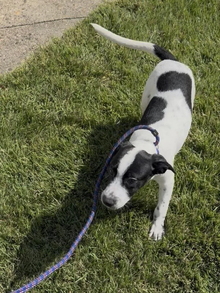 A baby medium-sized male Cattle Dog dog named Toby for adoption in Willingboro, NJ