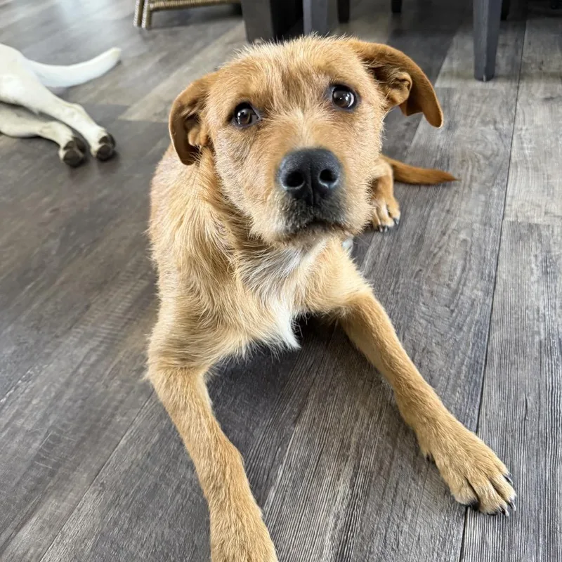 A young small-sized male Mixed Breed dog named Charlie for adoption in Klamath Falls, OR