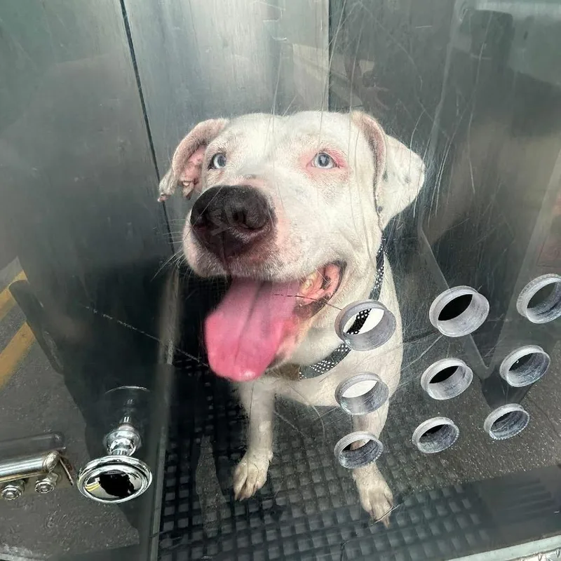 An adult large-sized female White / Cream Pit Bull Terrier dog named Kona Ice for adoption in Bristol, IN